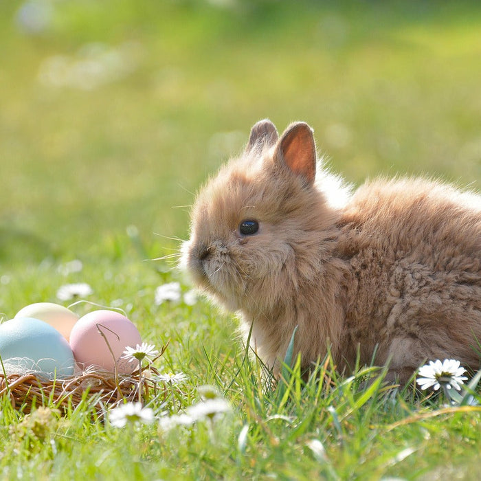 Una Pasqua Perfetta Inizia con Uova Perfette